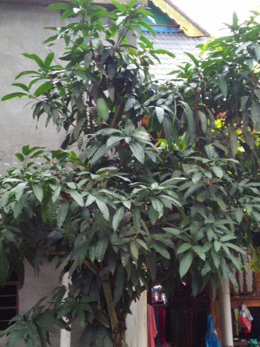 云南之旅(二)作文