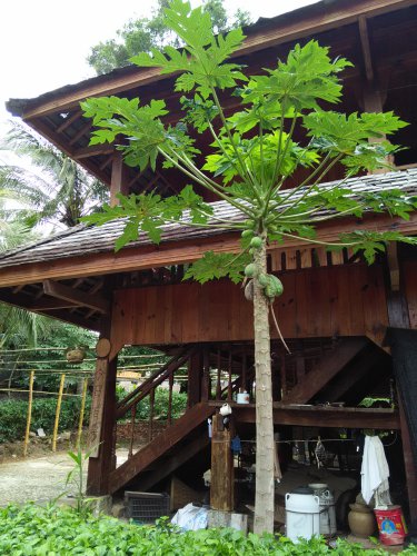 云南之旅(二)作文