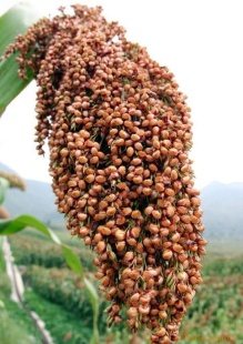 秋(荟萃征文)作文