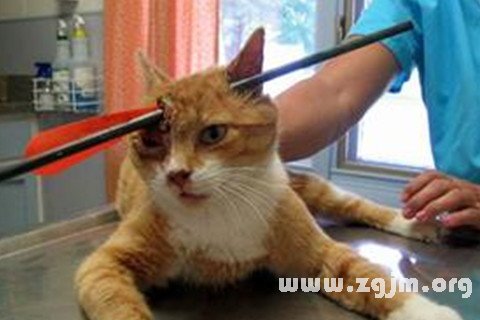 梦见被射中是什么意思