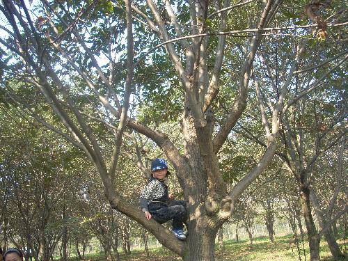 又是板栗成熟时作文