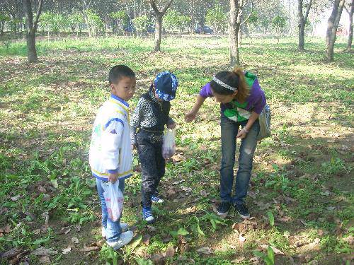 又是板栗成熟时作文