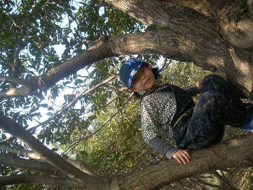 又是板栗成熟时作文