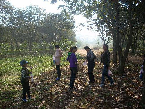 又是板栗成熟时作文