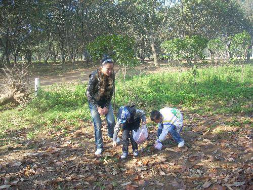 又是板栗成熟时作文