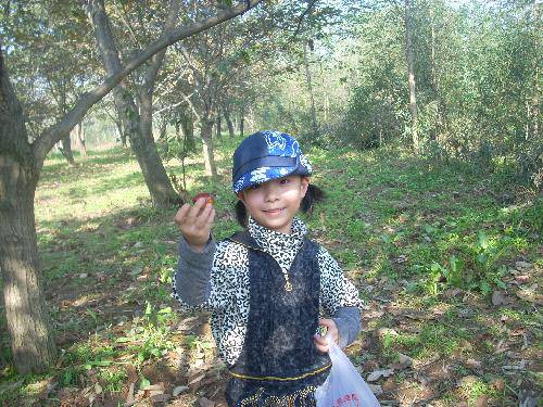 又是板栗成熟时作文