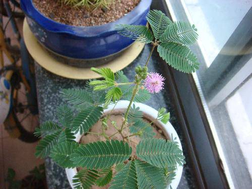 我家有盆含羞草作文