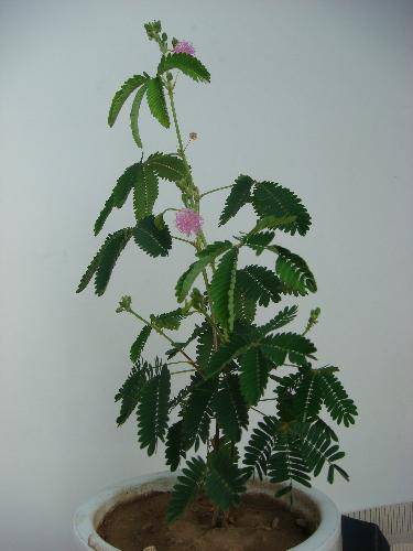 我家有盆含羞草作文