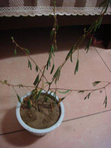 我家有盆含羞草作文