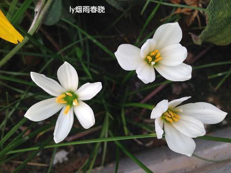 ɫ쵡