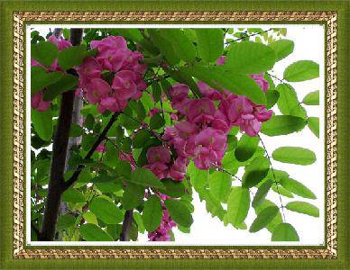 四月槐花香作文