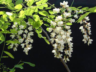 四月槐花香作文