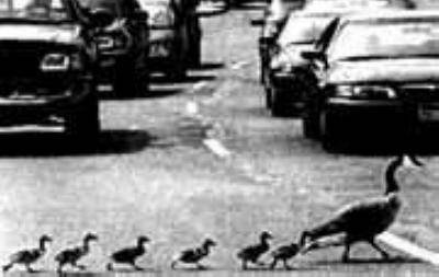 小鸭子历险记作文