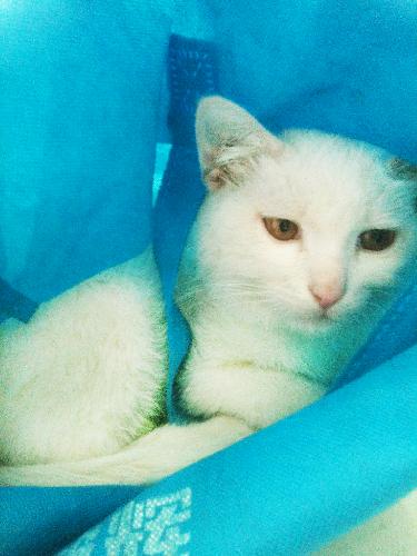 喵星人日记(五)作文