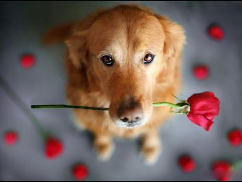 ɰĹִȫ