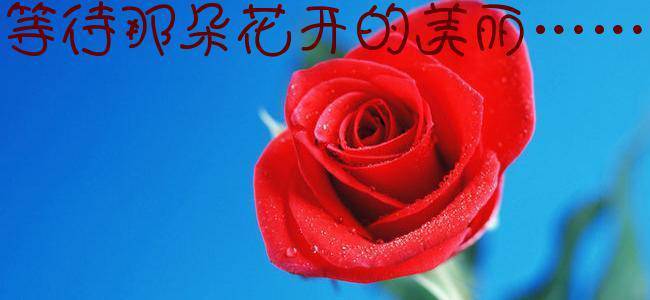 等待那朵花开的美丽……作文