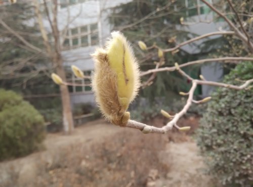 【寒假在成长】 找春天作文