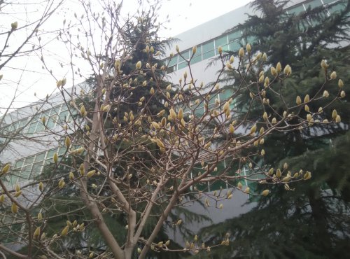 【寒假在成长】 找春天作文