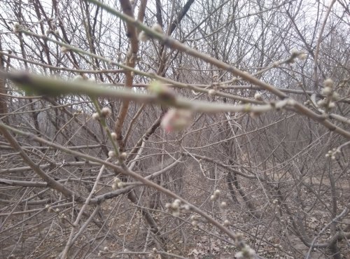 【寒假在成长】 找春天作文