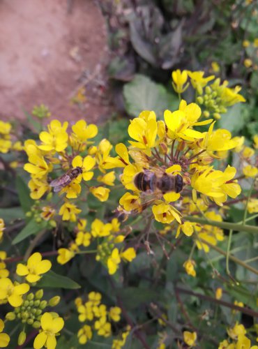 【寒假在成长】 找春天作文