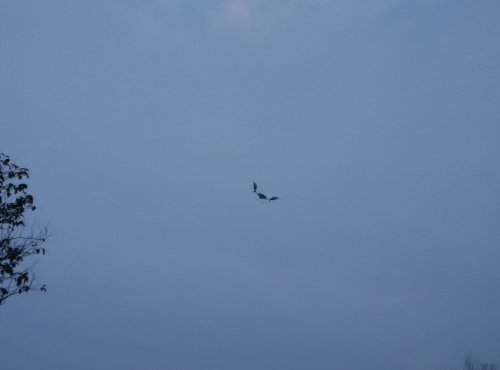 【寒假在成长】 找春天作文