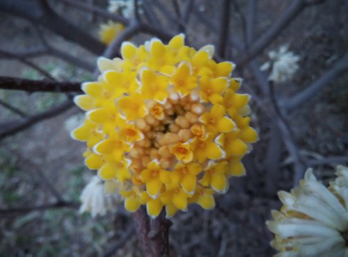 【寒假在成长】 找春天作文