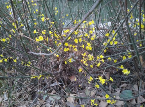 【寒假在成长】 找春天作文