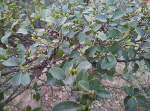 【寒假在成长】 找春天作文