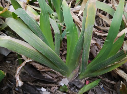 【寒假在成长】 找春天作文