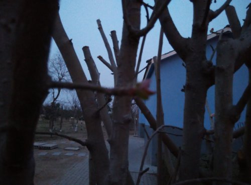 【寒假在成长】 找春天作文