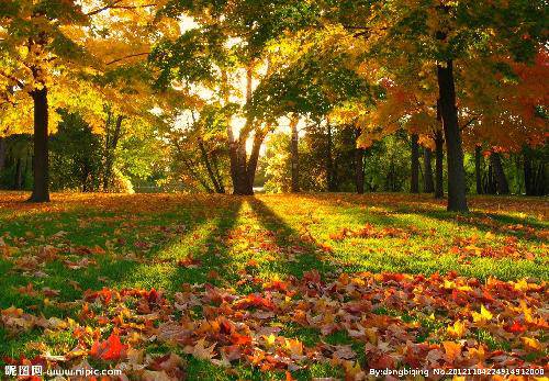 我的发现(十二):秋天的树叶作文