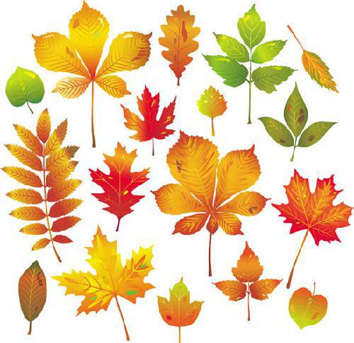 我的发现(十二):秋天的树叶作文