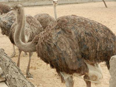 开开心心逛庙会作文