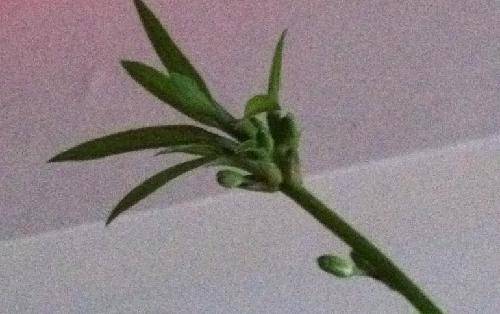 我的吊兰抽出了新枝作文