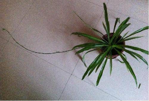 我的吊兰抽出了新枝作文