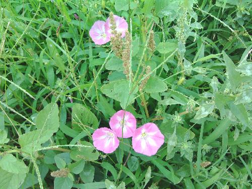 亲近大自然作文