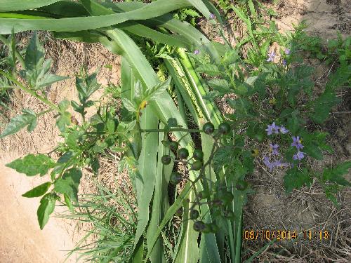 亲近大自然作文