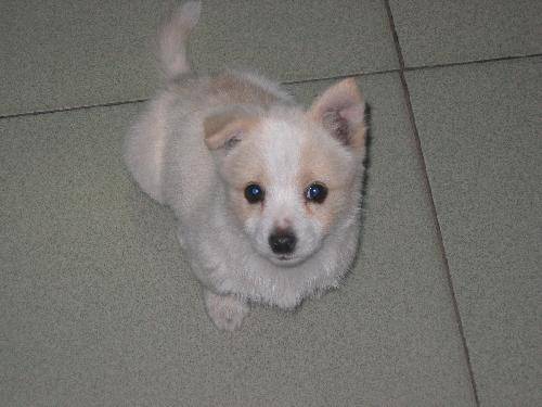 给小狗洗澡作文