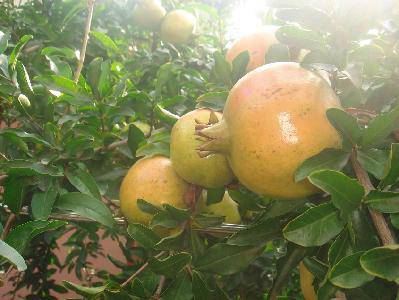 我家的采摘节(附照片)作文