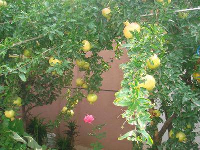 我家的采摘节(附照片)作文