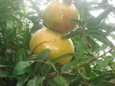 我家的采摘节(附照片)作文