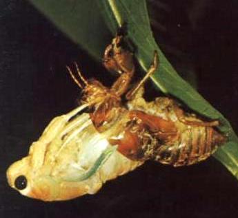 孤独的英雄——蝉作文