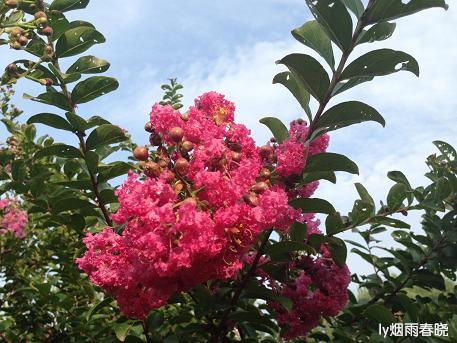 盛夏之美:那些美丽的清晨和黄昏作文