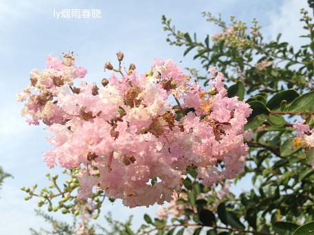 盛夏之美:那些美丽的清晨和黄昏作文