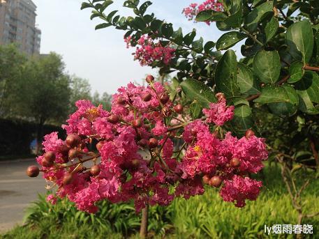 盛夏之美:那些美丽的清晨和黄昏作文