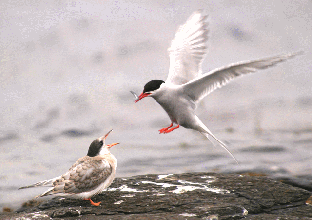 我的两点想法,两点建议作文