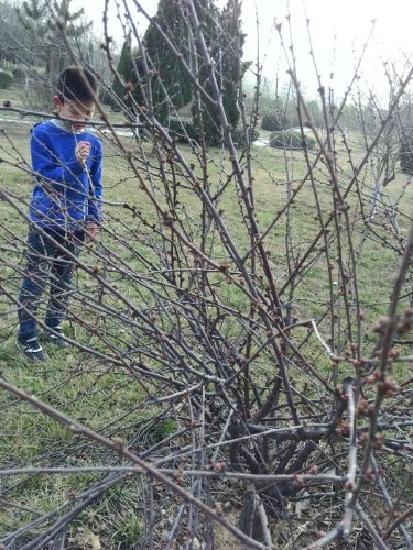 书香伴我行--春天的花苞作文