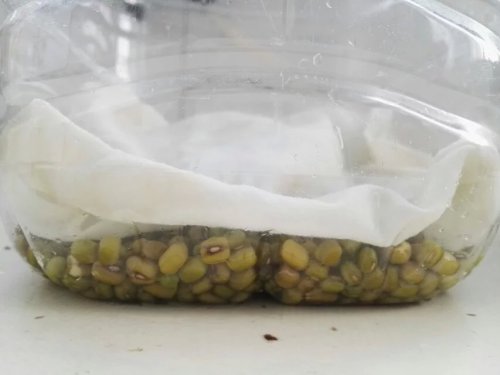 豆芽成长记作文