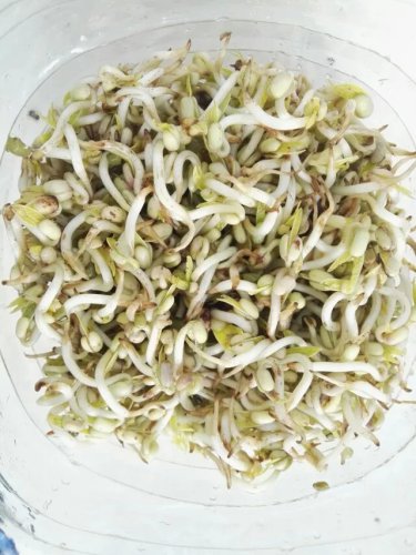 豆芽成长记作文