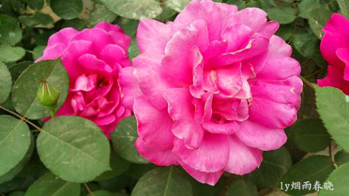 五一故乡行作文